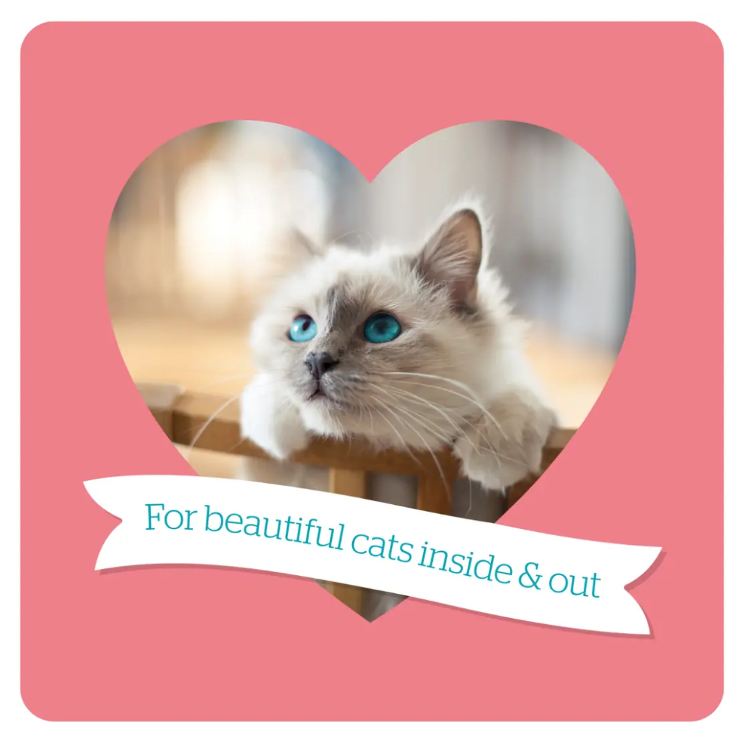 An infographic by Burgess with a cat and the phrase "For beautiful cats inside & out"