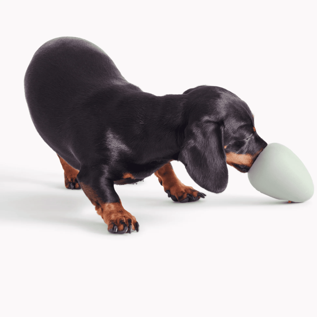 Dachshund sniffing a Beco Boredom Buster Dog toy.