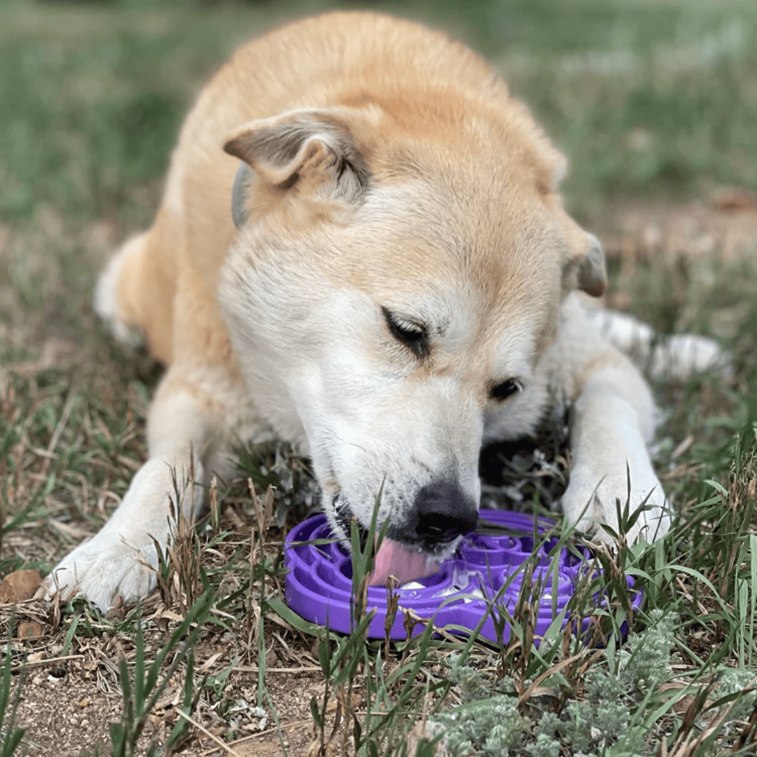 A dog licking food from the Water Frog Enrichment Plate