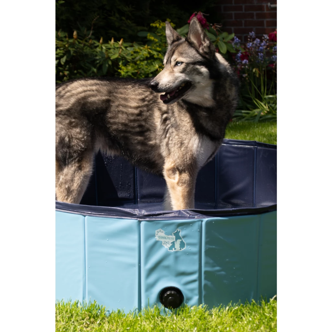 Paddling Pool for Dogs