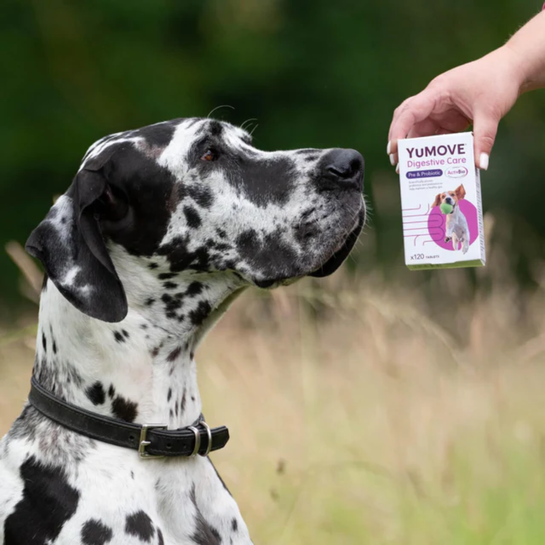 YuMove Digestive Care for Dogs