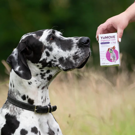 YuMove Digestive Care for Dogs