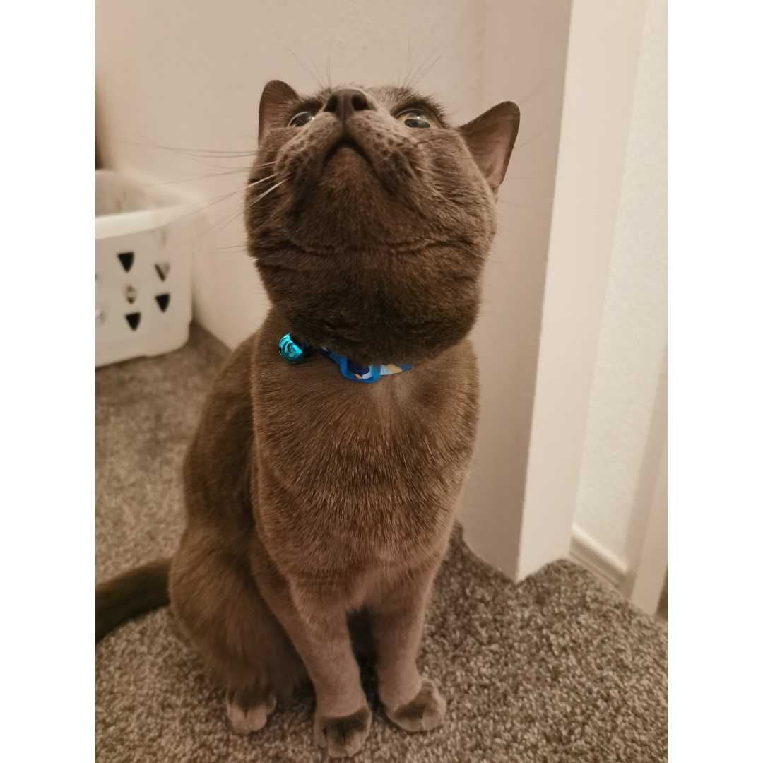Blue Camo Safety Cat Collar