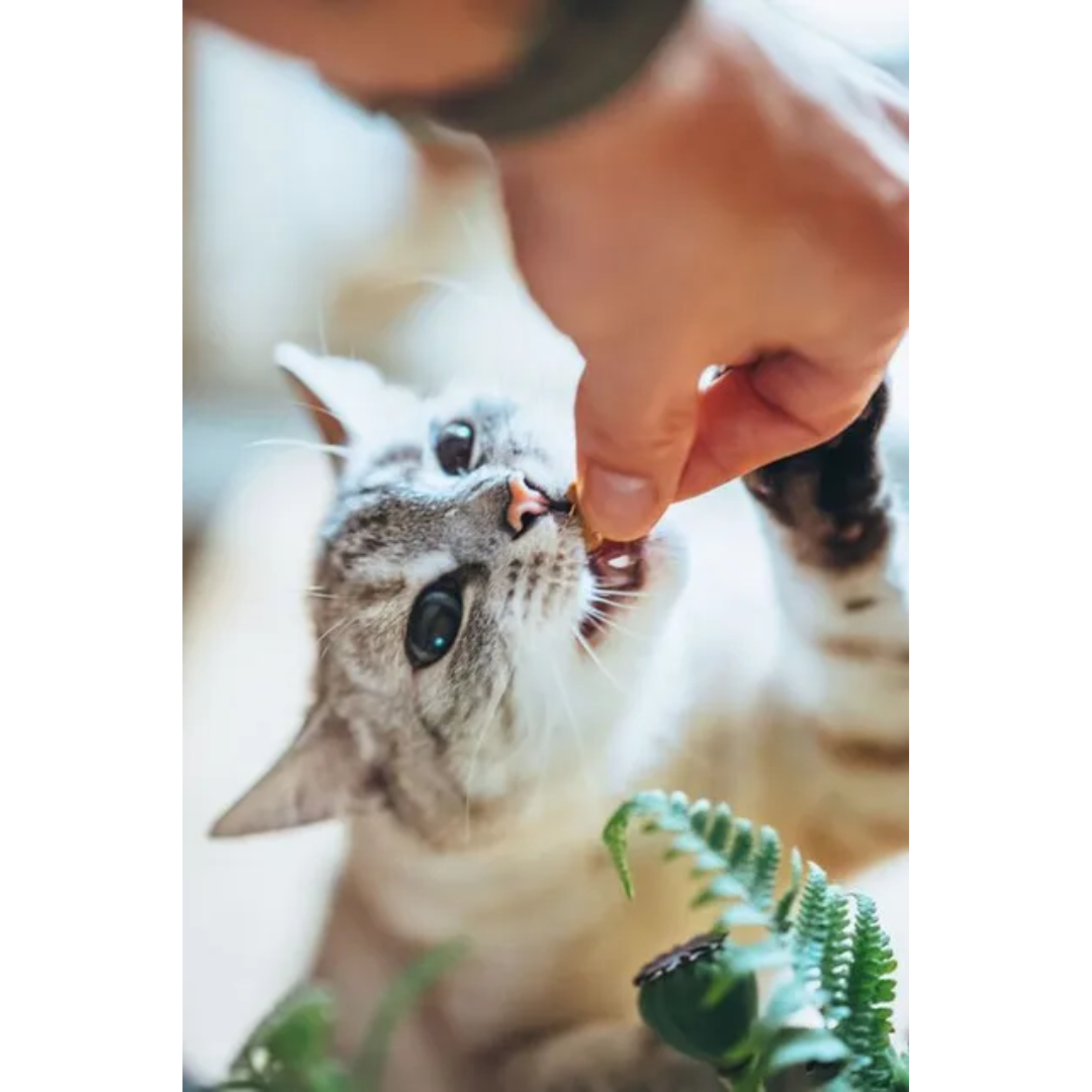 Carnilove Duck with Raspberries Cat Treats