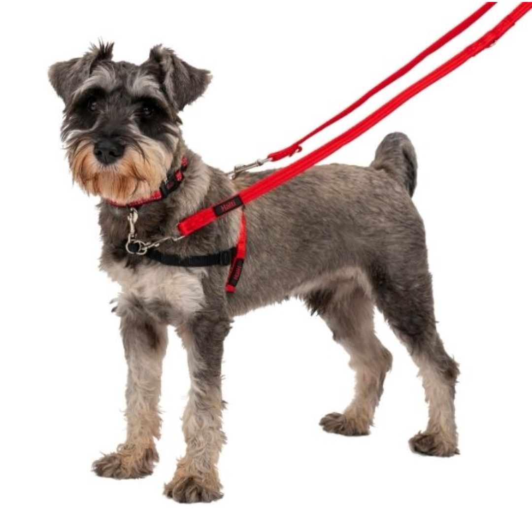 Halti Training Lead