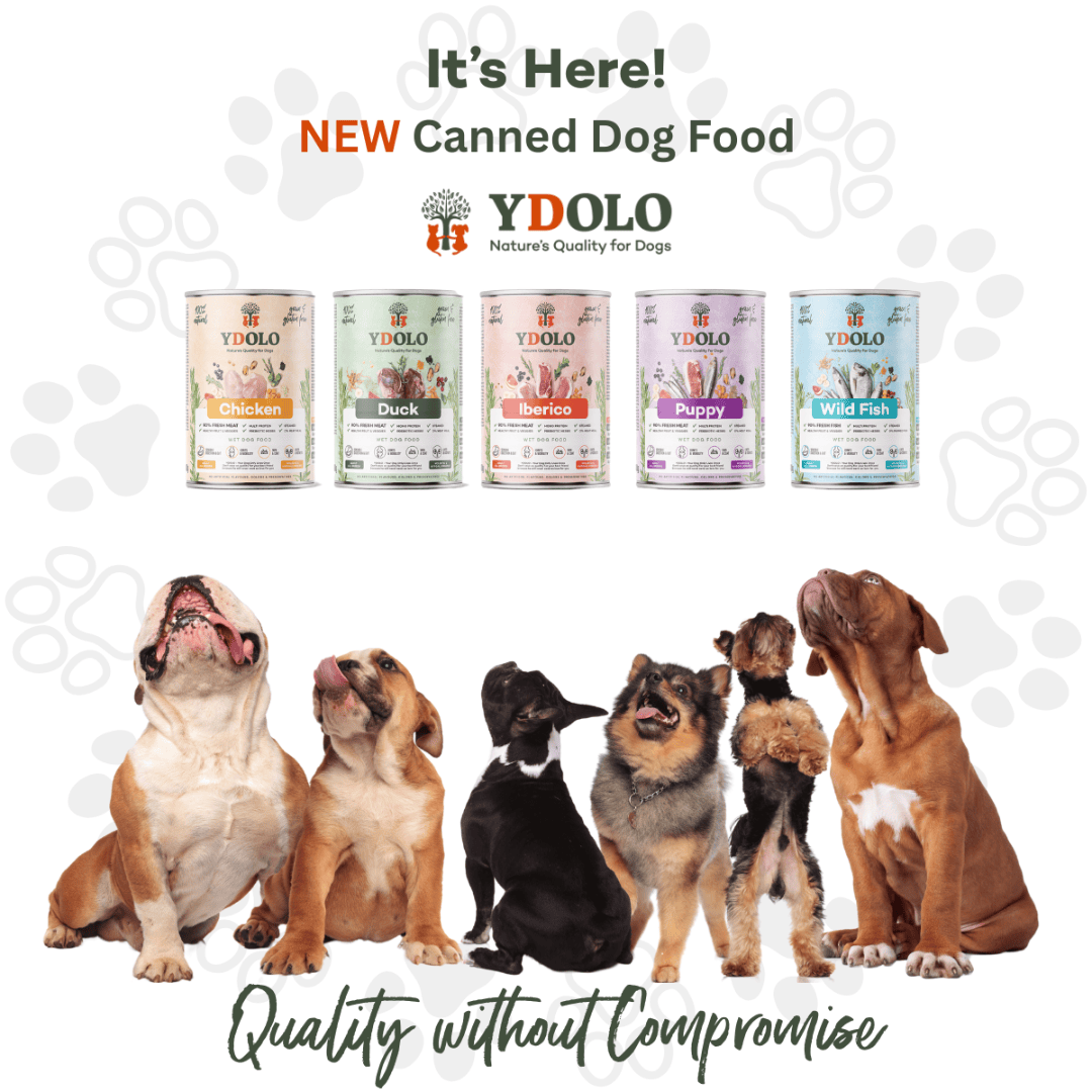 An image by YDOLO showing their new wet food range. There is six different dog breeds looking up at the tins. An image by YDOLO showing their new wet food range.