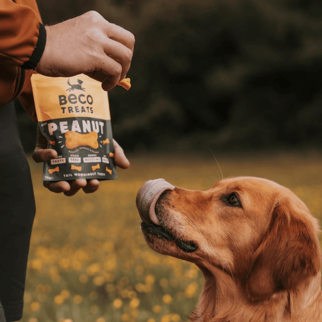 A golden retriever getting a treat from their owner. Their tongue is sticking out of their mouth in anticipation. Owner is holding one treat in one hand and a packet of Beco Peanut with Coconut & Turmeric dog treats in the other.