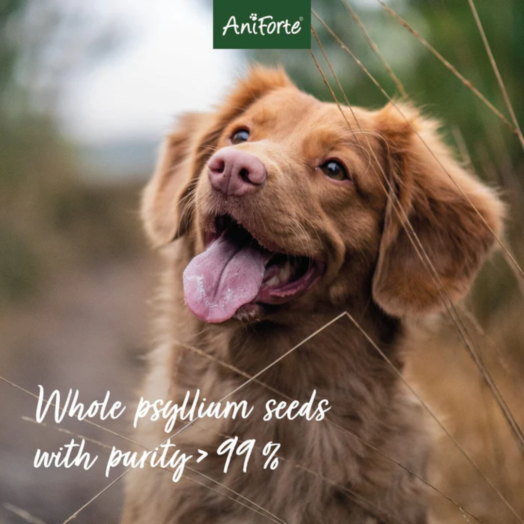 Toller dog with text saying "Whole psyllium seeds with purity of >99%"