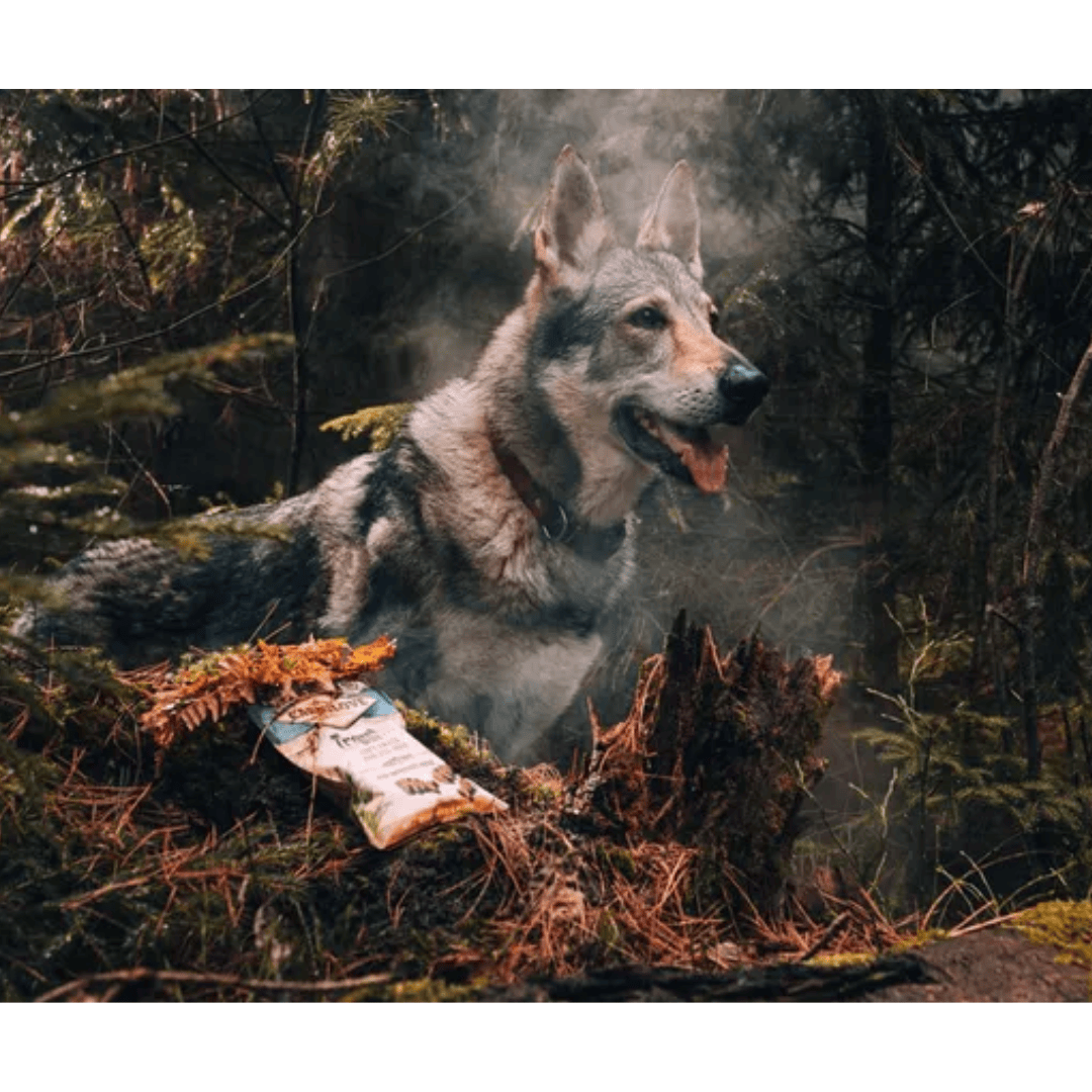 A german shepherd in the forest with a packet of the Carnilove Trout with Dill along side them.