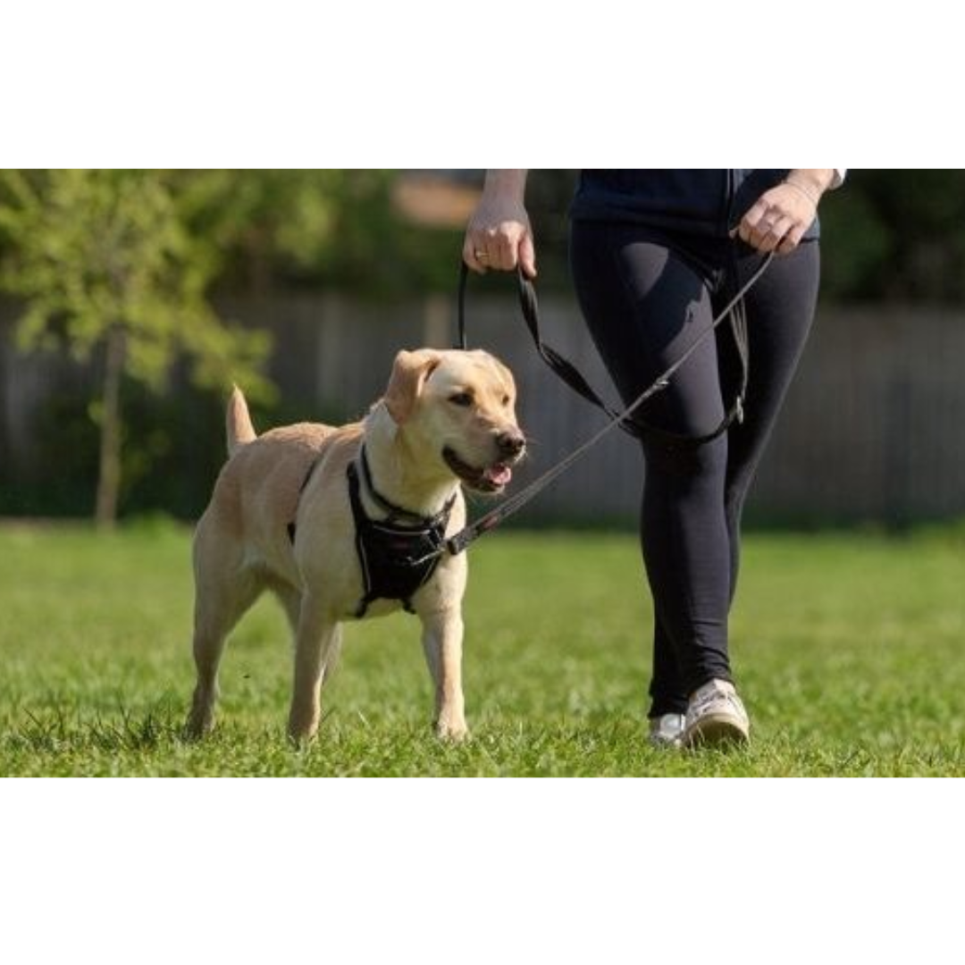 Halti Training Lead