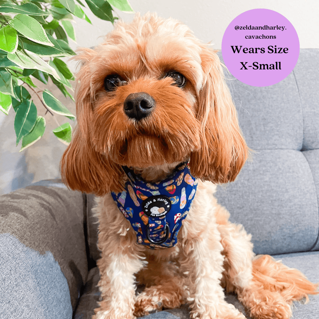 Zelda and Harley Blue Sole Mates Harness