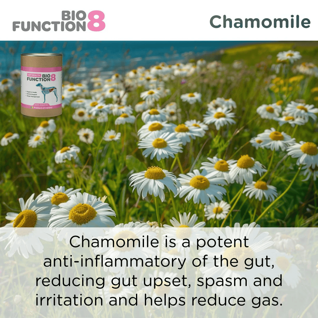 Biofunction8 Gut Soother Blend