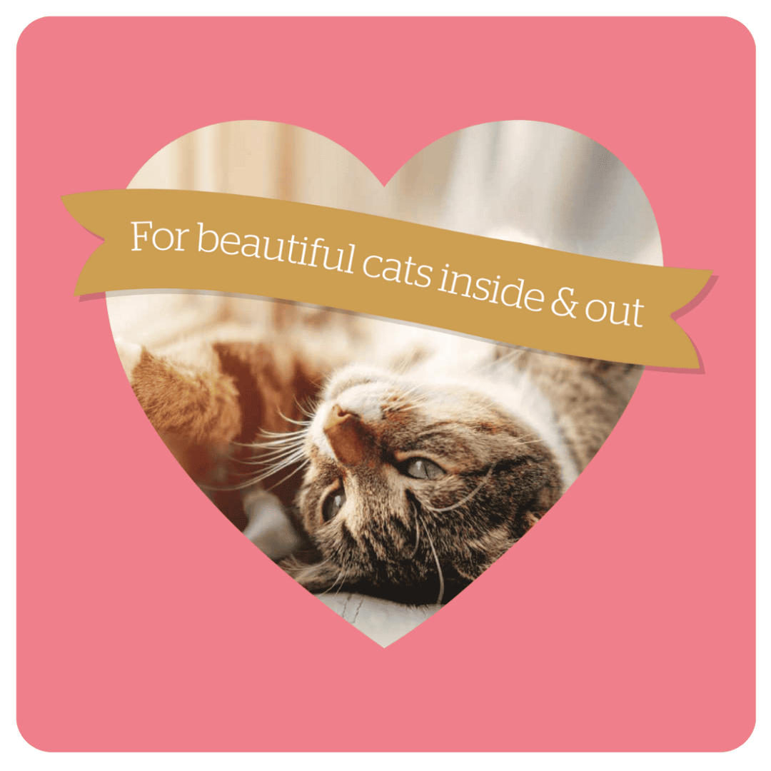 An infographic by Burgess with a cat and the phrase "For beautiful cats inside & out"