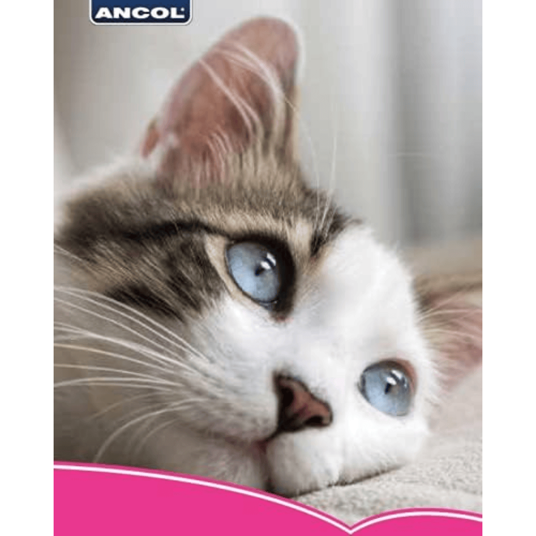 Red Reflective Safety Cat Collar