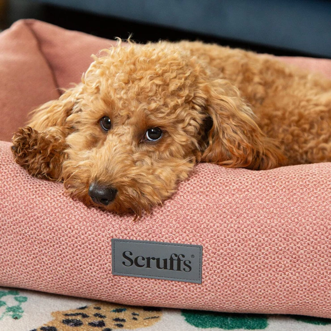 Poodle type dog laying in a coral Scruffs Seattle box bed.
