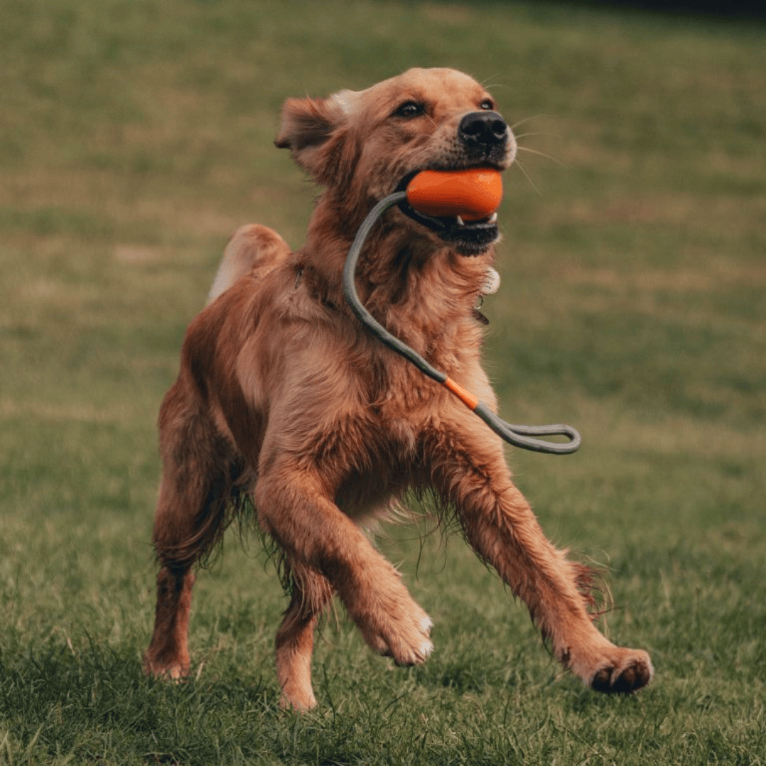 A dog catching the Beco Orange Rubber Slinger Pebble in their mouth running.