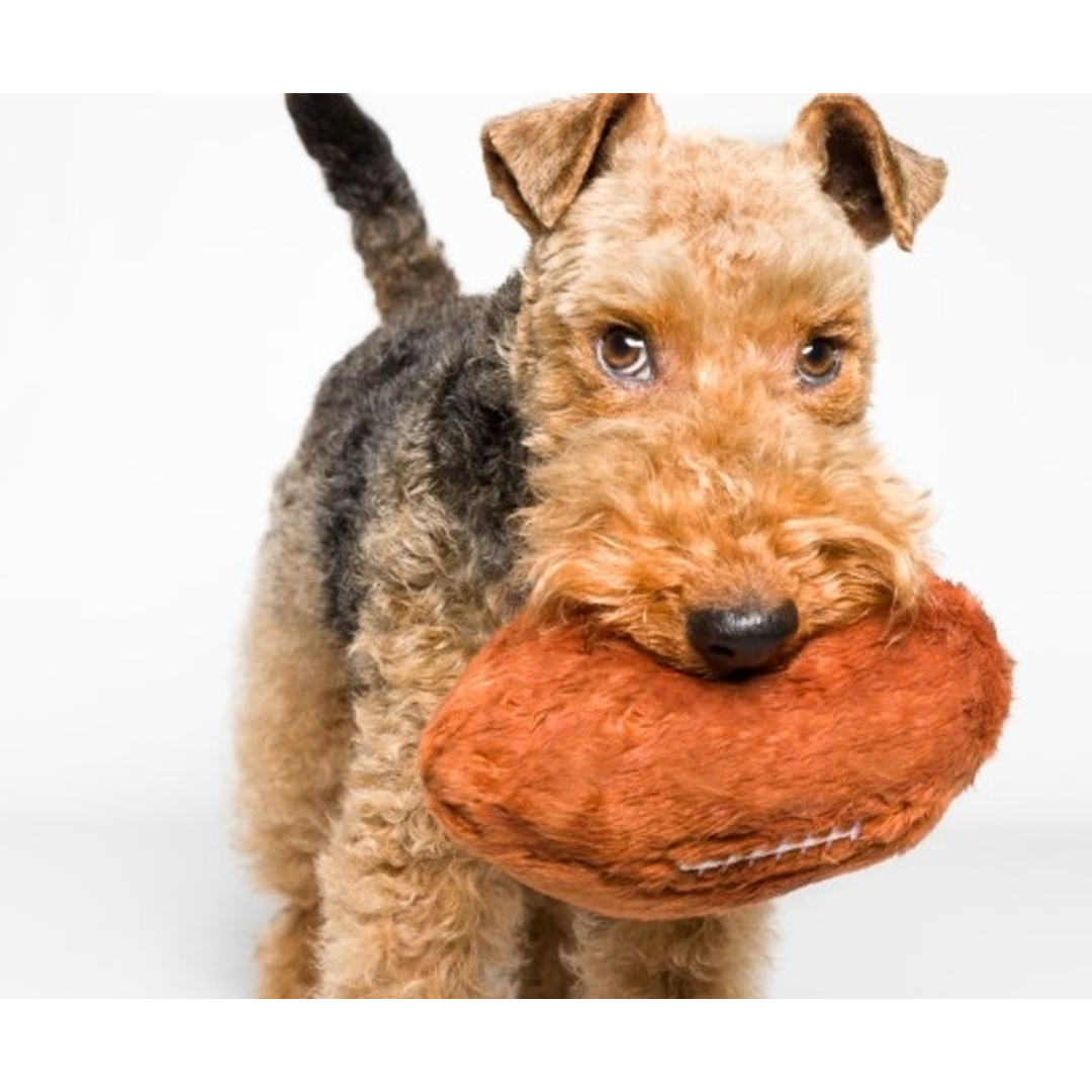 A black and brown dog holding the Fluff & Tuff Football Plush Dog Toy in their mouth. The dog is against a white background. It is brown in colour and white stitching to mimic that of a football.