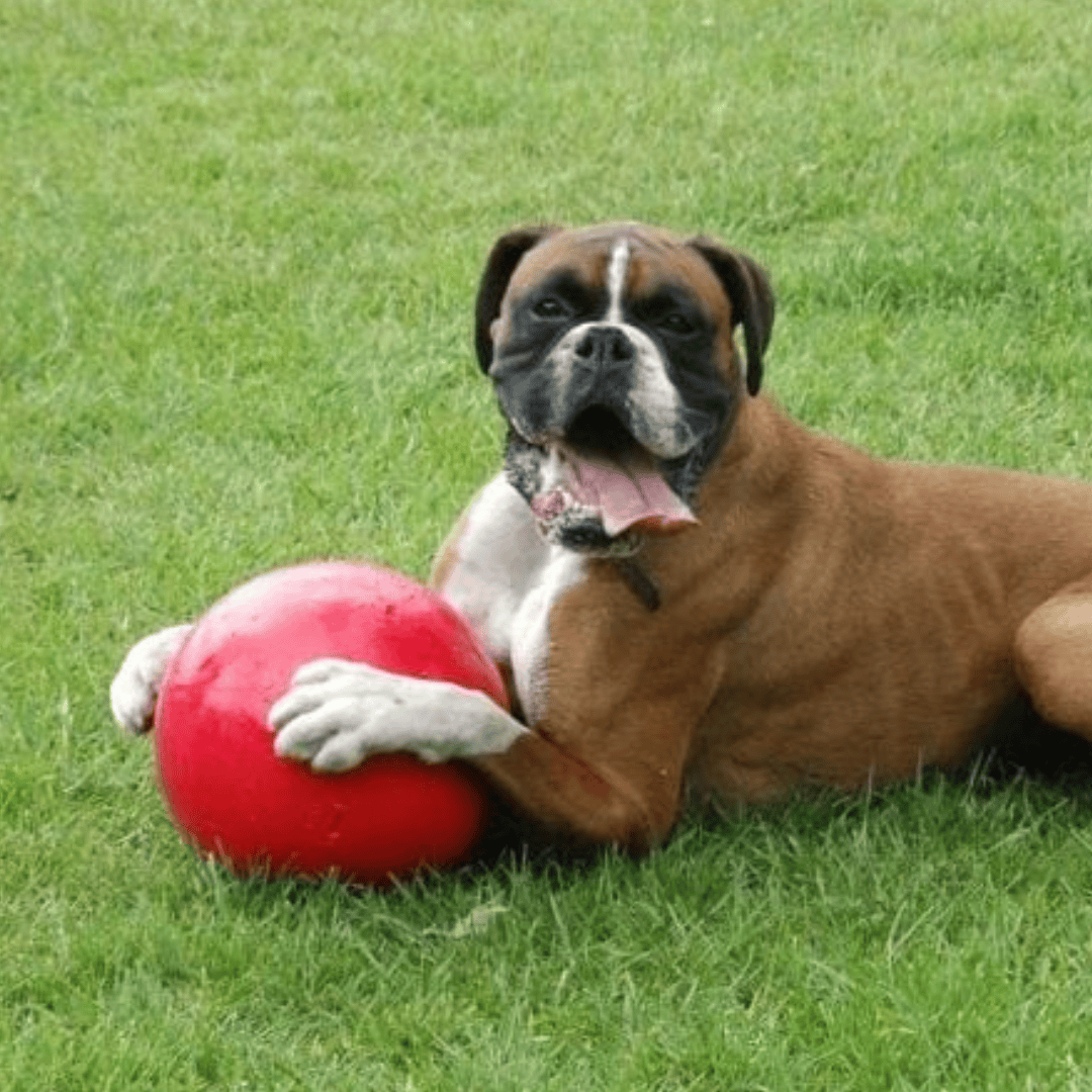 Boomer Ball for Dogs