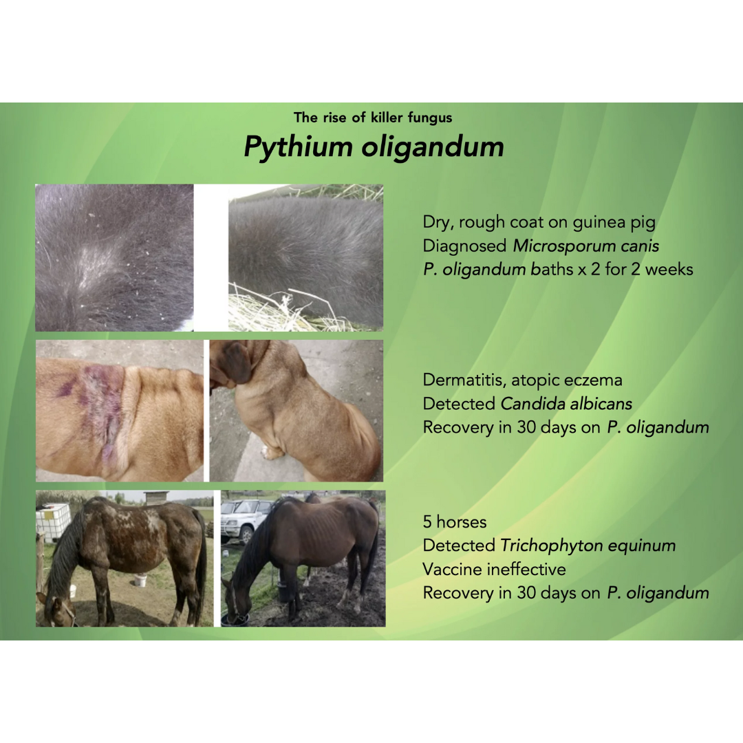 Before and after photos of using Pythium Oligandum
