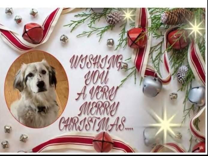 Cara Rescue Dogs Christmas Cards - 10 Pack