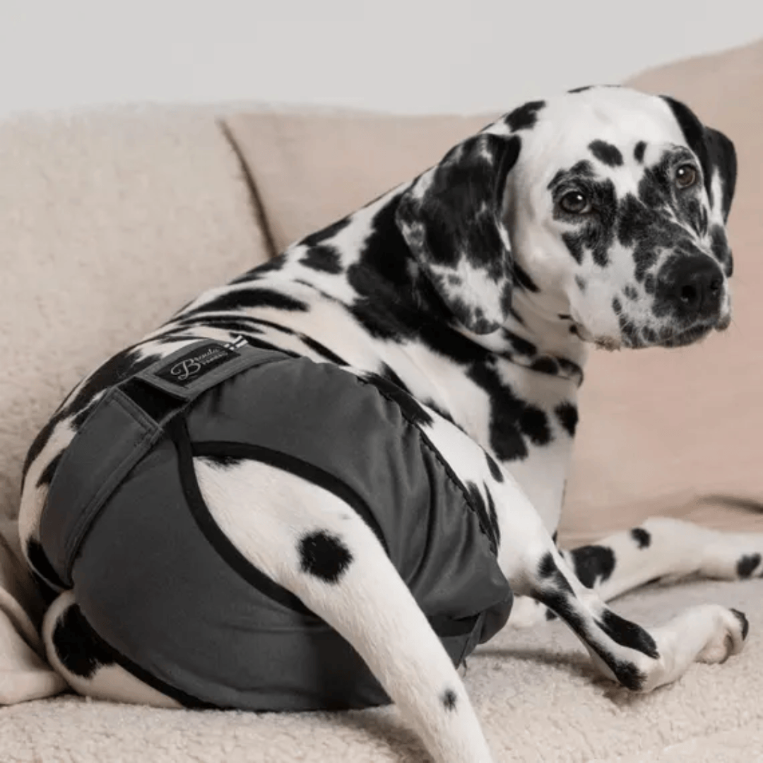 A Dalmation wearing the Finnero Brenda Heat Pants in Dark Grey on a
couch