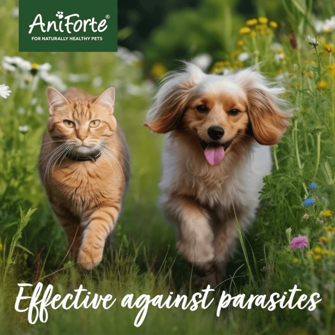 Ginger cat and dog running through grass and flowers above the text "effective against parasites"