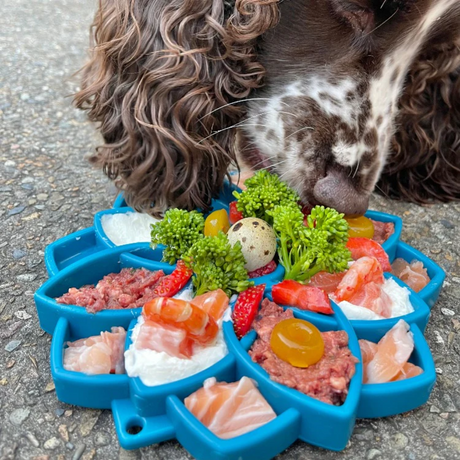 SodaPup Mandala Enrichment Tray