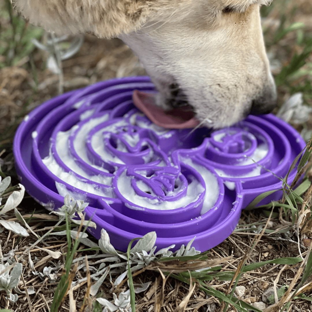 A dog licking off the Water Frog Enrichment Plate