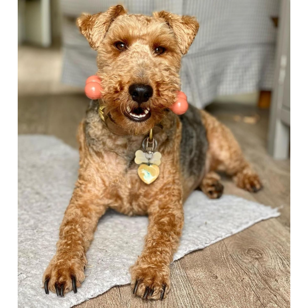 Nylabone Extreme Small Dog Variety Pack