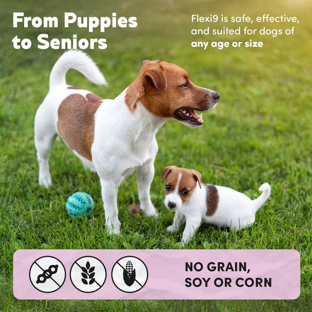 Two dogs on grass with a Flexi9 product label indicating safety and suitability for all ages and sizes.