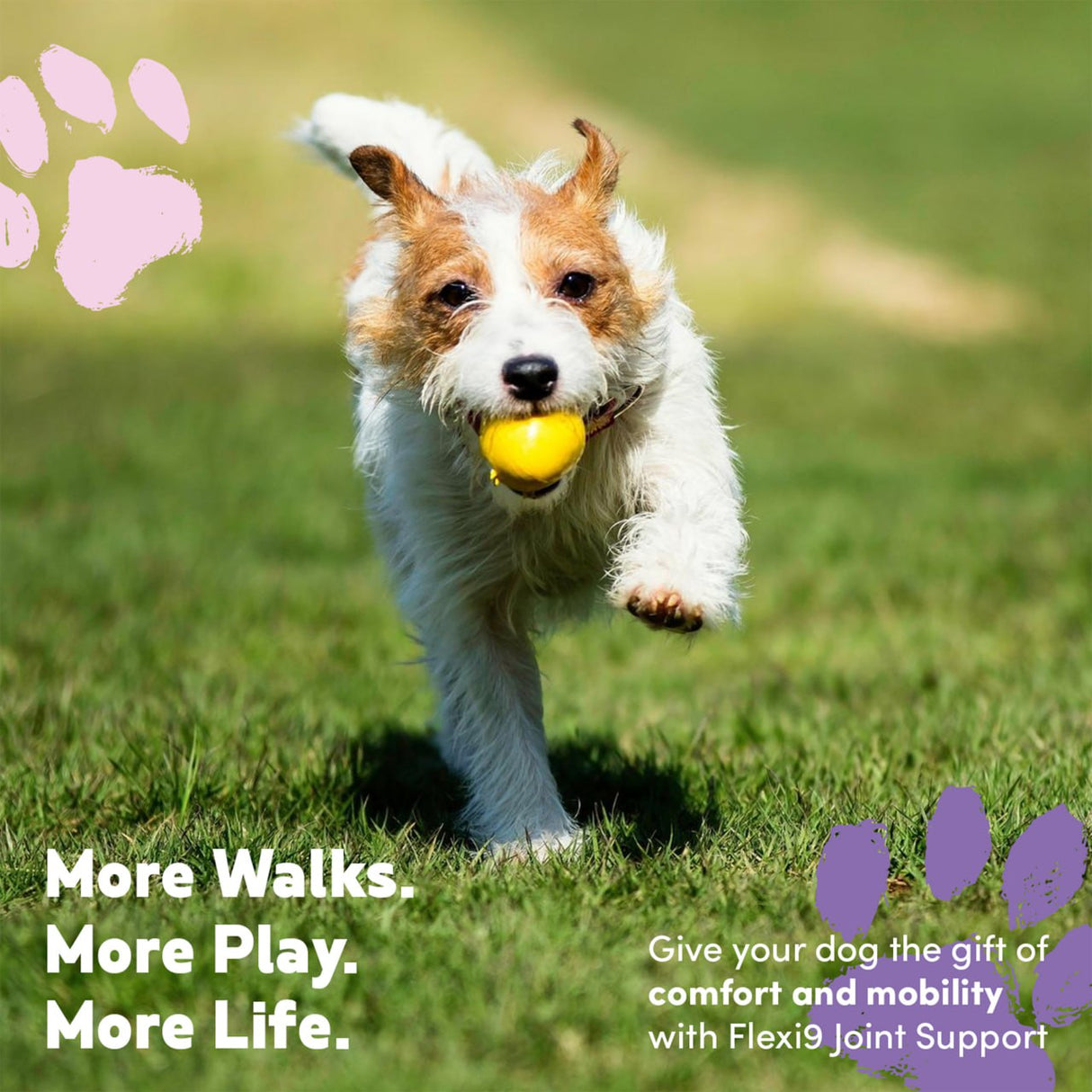 Dog running with a yellow ball on grass, promoting Flexi9 joint support.