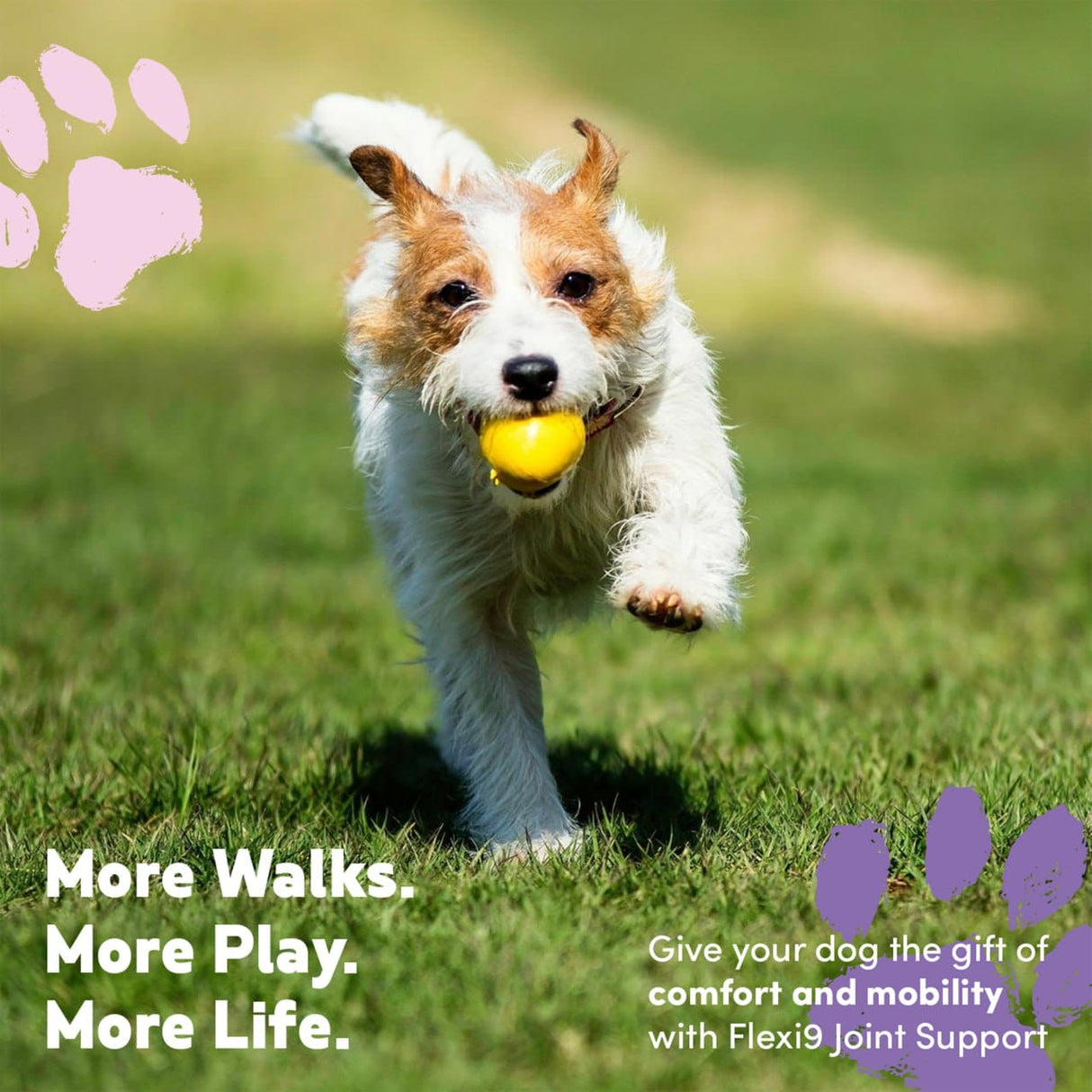 Dog running with a yellow ball on grass, promoting Flexi9 joint support.
