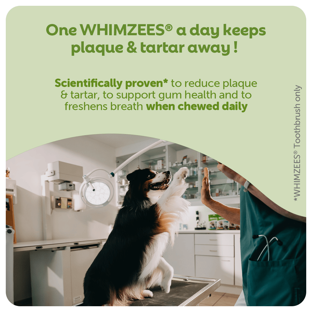 Whimzees Daily Dental Treats Toothbrush 3 Pack - Large Dogs