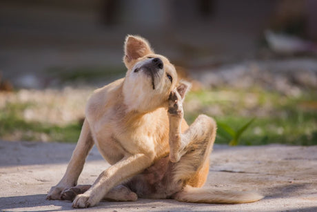 Dog Food for Dry Skin | Is Dry Dog Food the Best Choice?