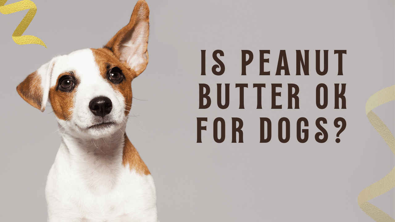 Is Peanut Butter ok for Dogs? - Canine Enrichment