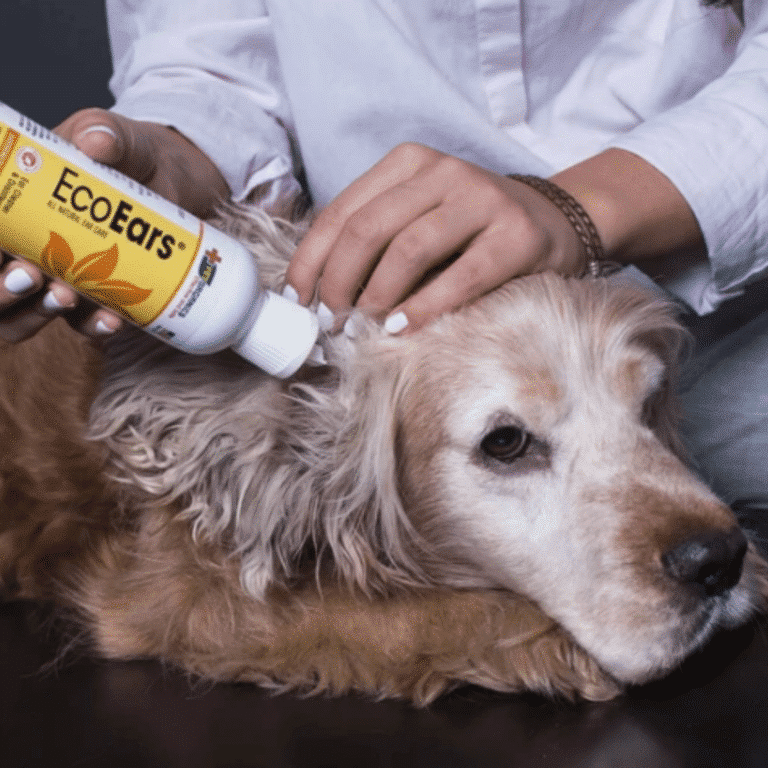 How to treat a dog ear infection