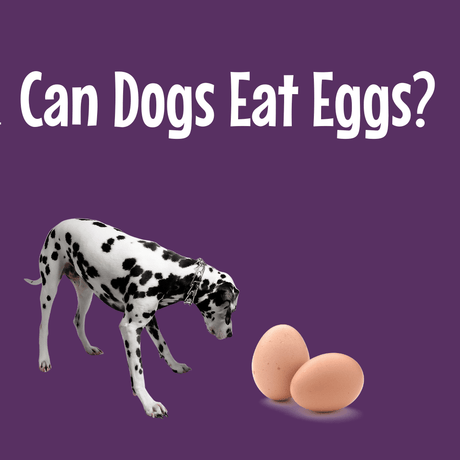 Can Dogs Eat Eggs Blog Image of dalmatian looking at an egg on a purple background