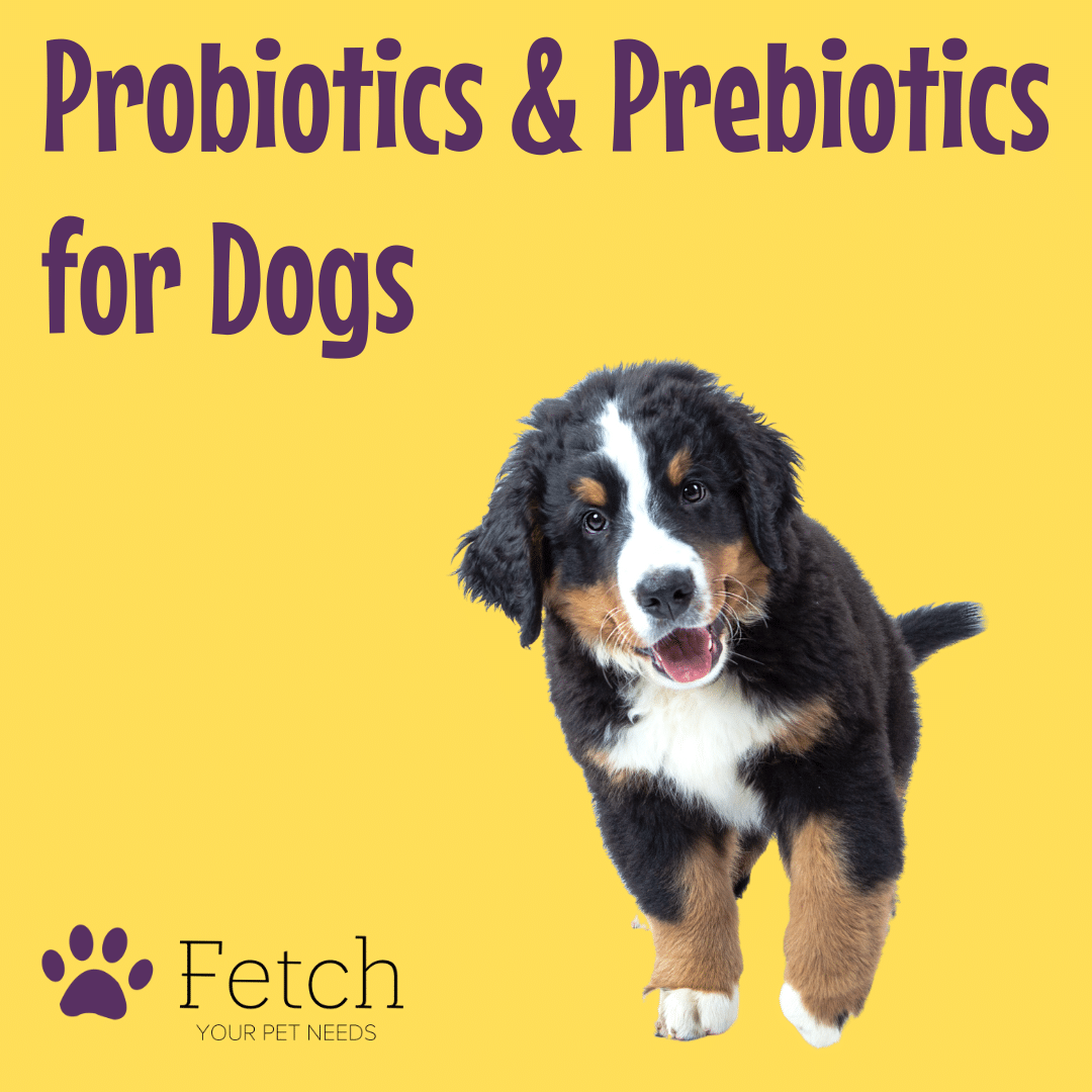 Probiotics and Prebiotics for Dogs Bernese Mountain Dog