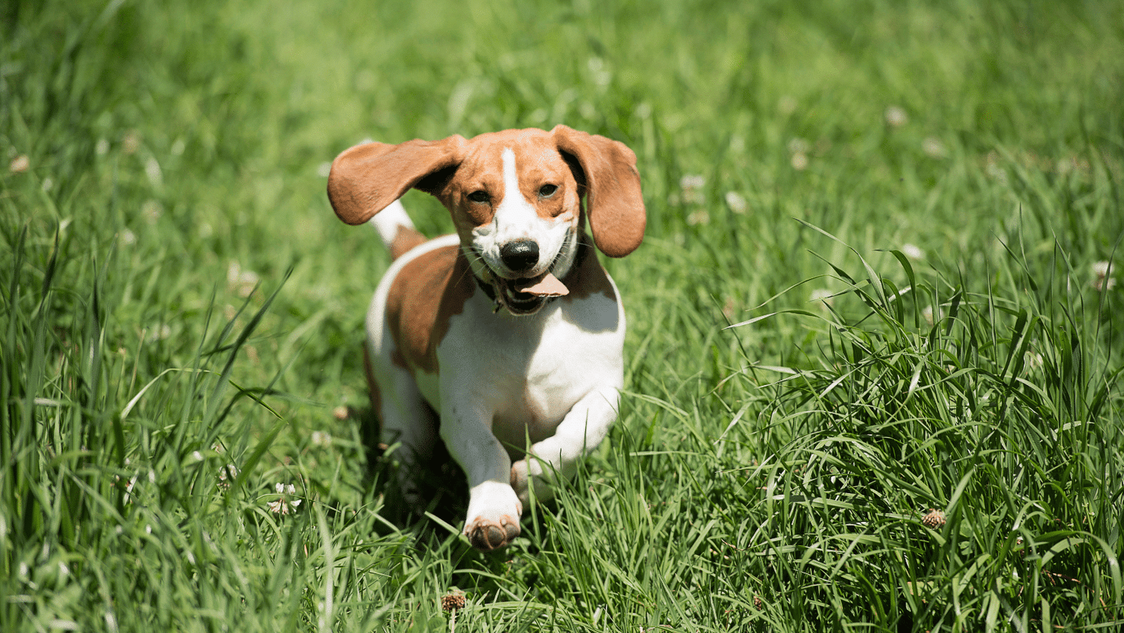 Natural Flea & Tick Treatments for Dogs