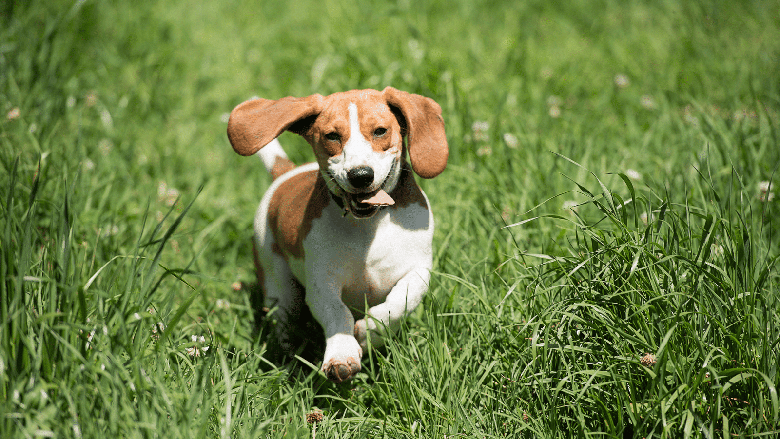 Natural Flea Tick Treatments for Dogs Fetch Your Pet Needs