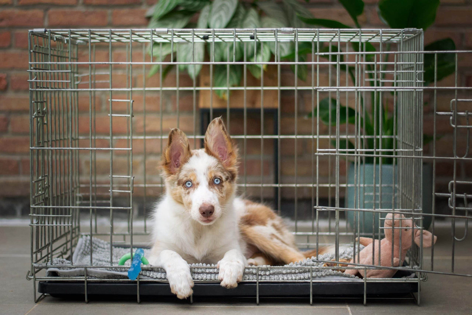 Crate Training a Dog