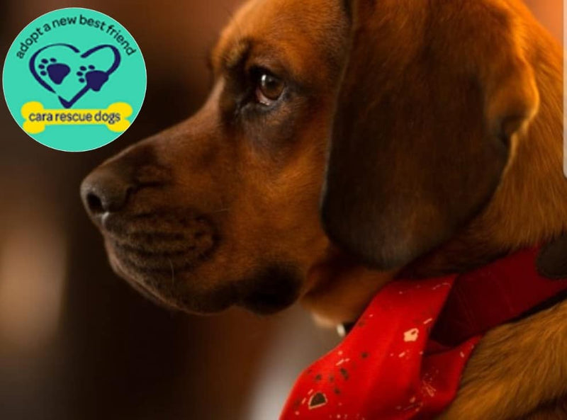 Cara Rescue Dogs - Christmas Shoebox Appeal
