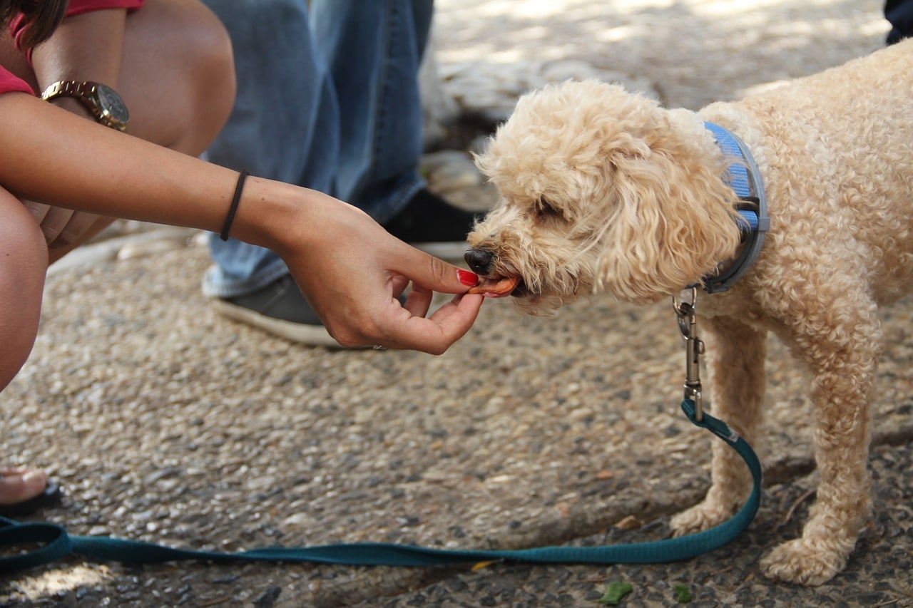 How much Raw Food does my dog need?