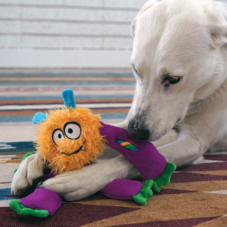 Cream dog sniffing the Kong Sneakerz Knots between their front paws.