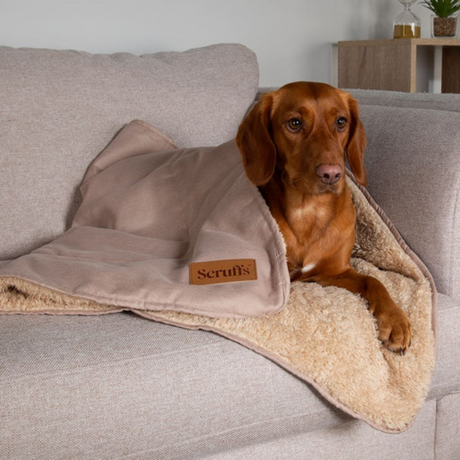 Red dog on a sofa, wrapped in a beige scruffs Snuggle Blanket.