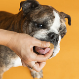 French bulldog licking a natural dog company urinary and bladder chew in a person's hand.