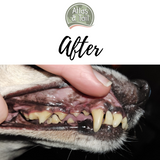 Dog's teeth after using Atlas and Tail DentaPaste