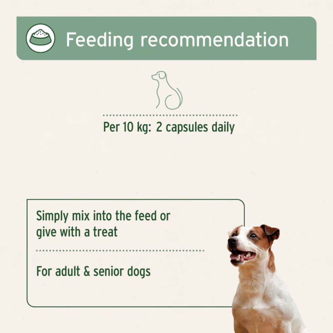 Feeding guidelines for the Devil's Claw Capsules by Aniforte for dogs. Suitable for adult & senior dogs 