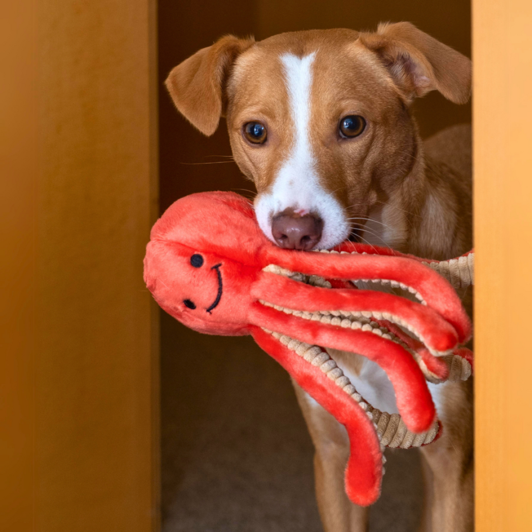 A brown and white dog is holding the Fluff & Tuff Squirt Octopus Plush Dog Toy in their mouth. Toy is a coral colour with a textured beige underside of the tentacles. 