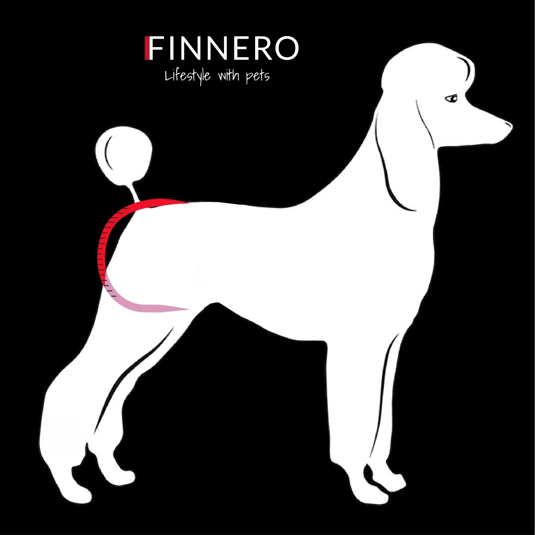 An infographic showing where to measure on your dog.